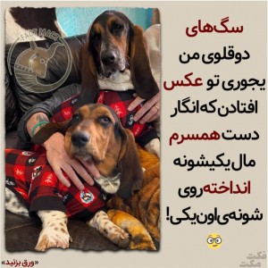 عکس سگ ها💛🐾