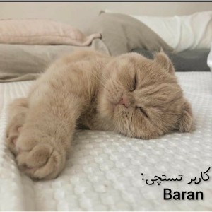 عکس ۱۰ نژاد پرطرفدار گربه🐱