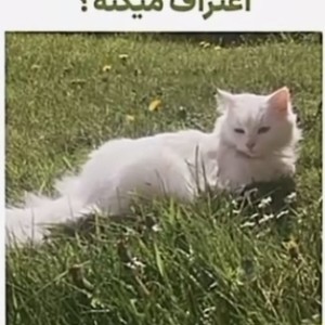 هر تایپ MBTI....