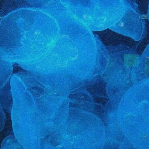 ترس‌ها‌وناراحتی‌های‌تایپ‌های‌ام‌بی‌تی‌آی<2>