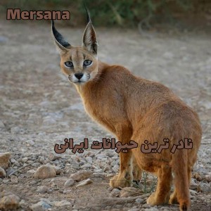 عکس نادر ترین گونه حیوانات ایرانی
