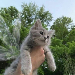 عکس انیمه خودم ساز