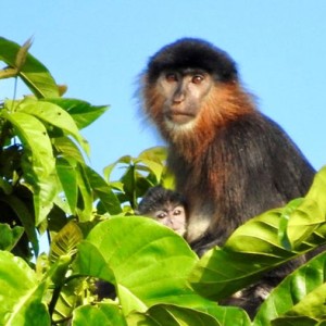 عکس ۱۰ جانور عجیب «دورگه»؛ از میمون رازآمیز تا وُلفین