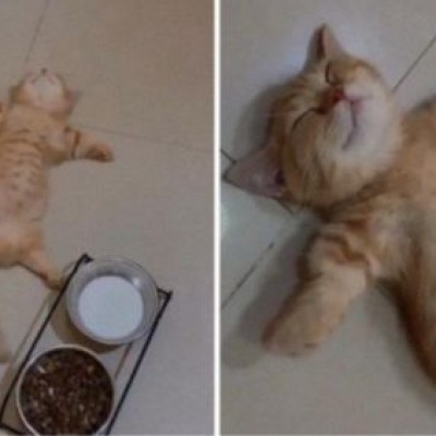 غذا دادن زیاد به گربه ها برای آن دردسر ساز است