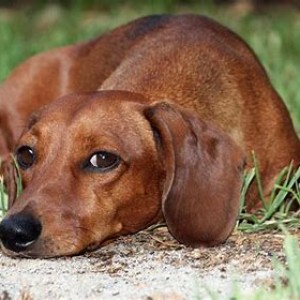 عکس داشهوند