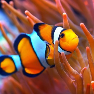 عکس ۱۰ دانستنی از موجودات دریا