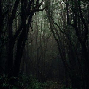 عکس جنگل ترسناک