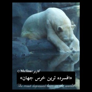 عکس افسرده ترین خرس جهان!💔