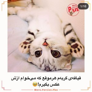 عکس این داستان:گربه ها 1