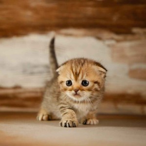 حیوان مناسب شما