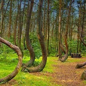 عکس جنگل هویا باچو در رومانی