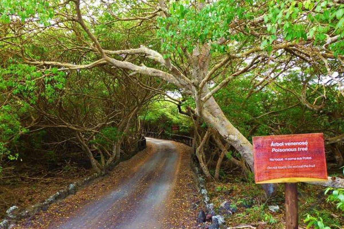 عکس با خطرناکترین درخت دنیا آشنا شوید