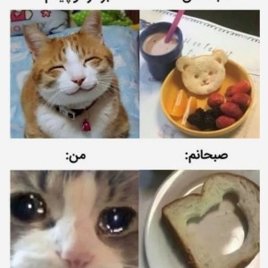 تست میمp2