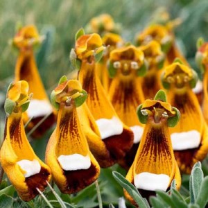 عکس گل های عجیب و جالب