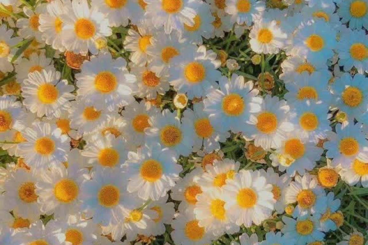 عکس ورژن حیون هر تایپ