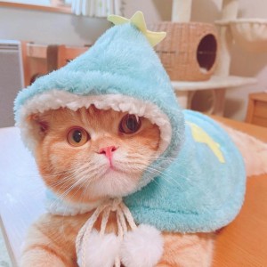 تست عکس گربه (پارت ۲)