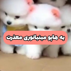 عکس نژاد سگت و انتخاب کن