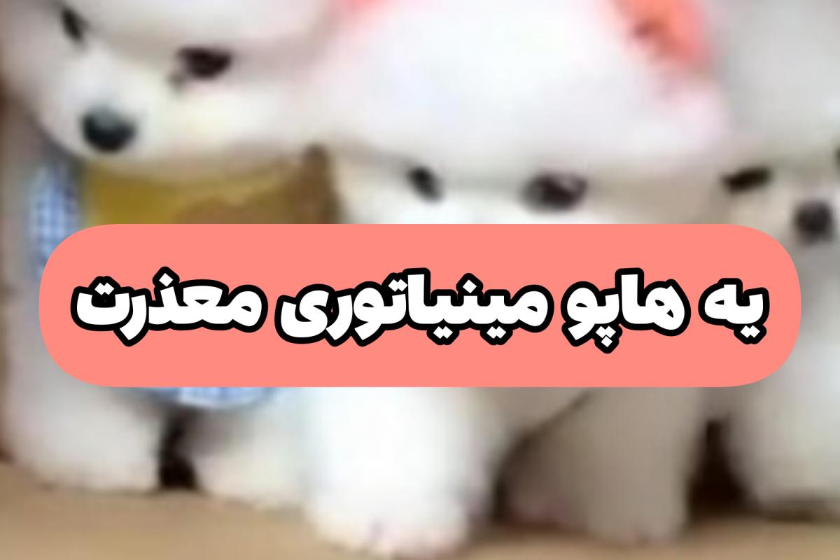 عکس نژاد سگت و انتخاب کن