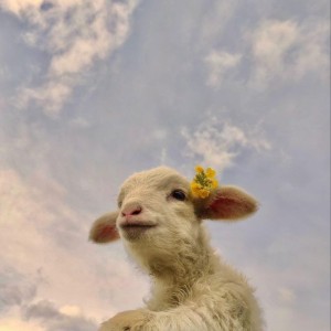 شخصیت با حیوون مورد علاقه ت...!