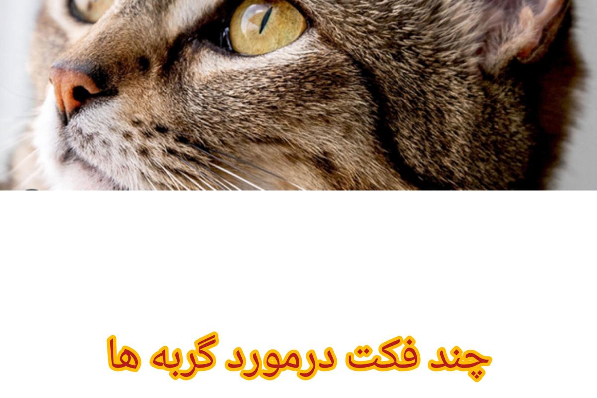 عکس فکت درباره گربه ها