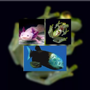 عکس حیوانات ناشناخته