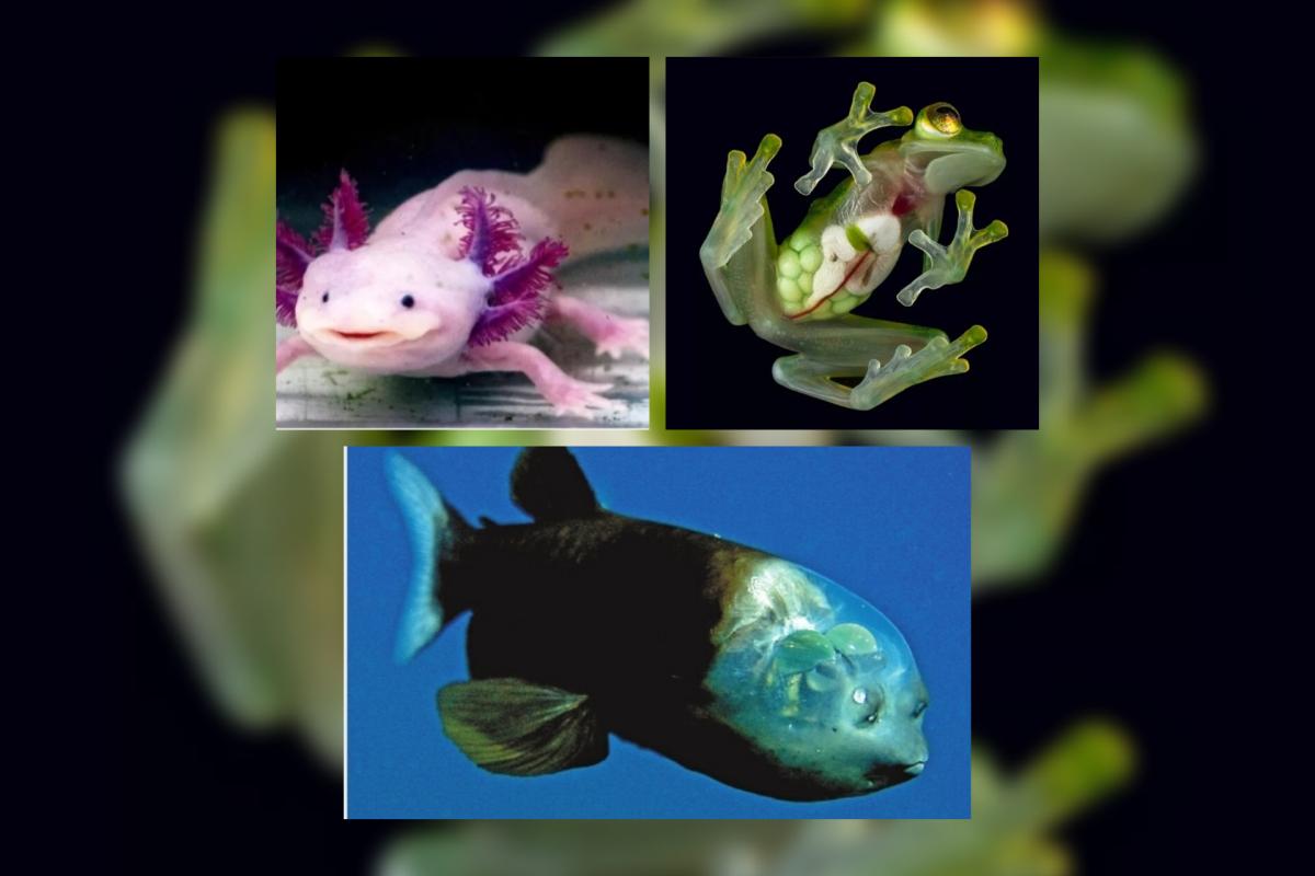 عکس حیوانات ناشناخته