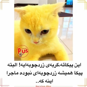 عکس گربه زردچوبه ای پیکا
