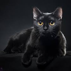 عکس چرا گربه سیاه نماد بدشانسی است؟