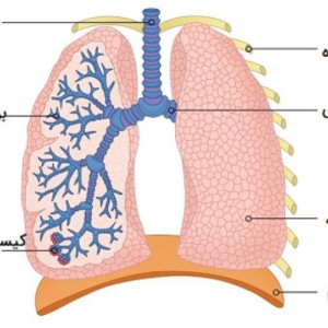 عکس ریه در بدن چه فایده ای دارد؟