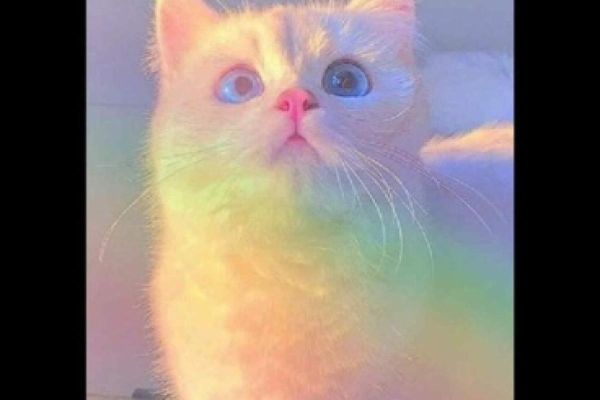 پیشنهاداتی برای بهتر شدن تستچی!