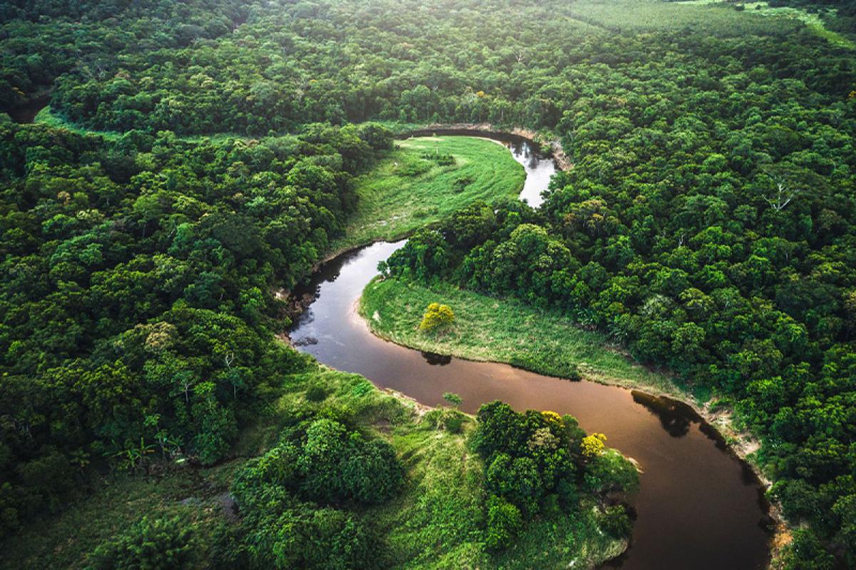 عکس بزرگترین جنگل های جهان