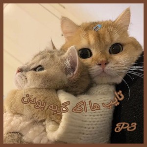 Mbti اگه گربه بودن p3