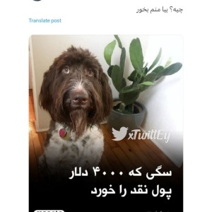 کاور