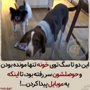 عکس سگای شیطون 💓🐕‍🦺🐕