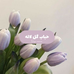 عکس حباب گل لاله