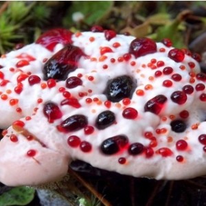 عکس عجیب ترین قارچ های جهان
