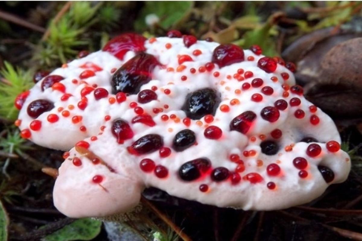 عکس عجیب ترین قارچ های جهان