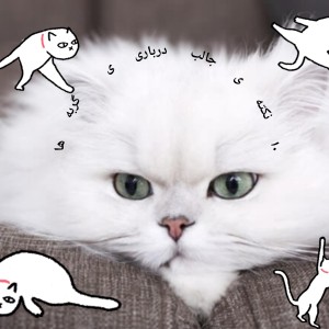 عکس ۱۰ ویژگی جالب درباری ی گربه ها