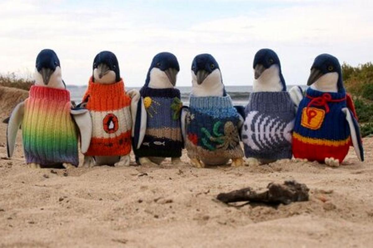 عکس سرگرمی عجیب بافت ژاکت برا پنگوئن ها