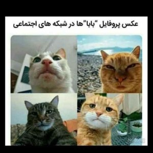 کاور