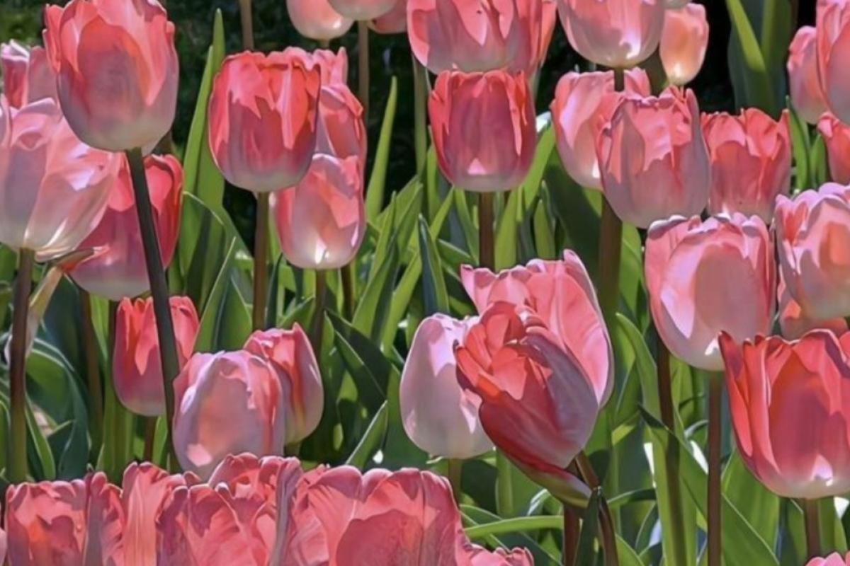 عکس اندکی میم