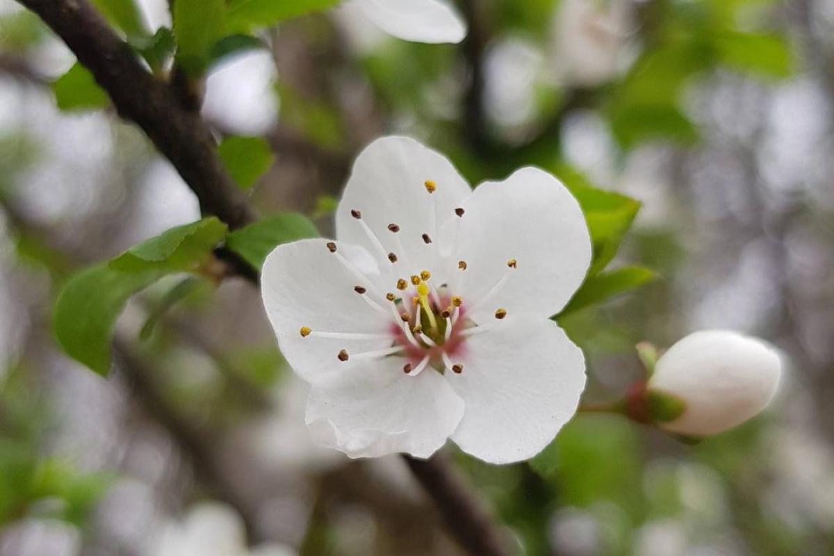 عکس عروسک موطلایی p¹