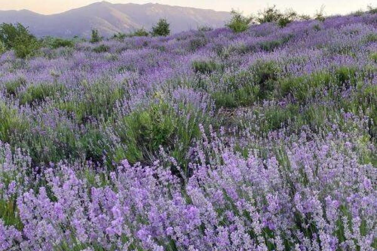 عکس ✨انيمه ى مورد علاقه بلاگيون🌷