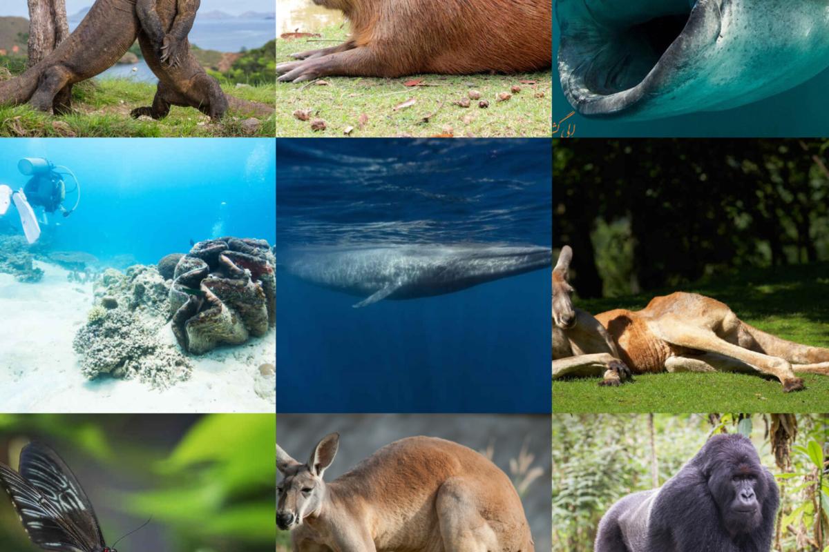 عکس بزرگترین حیوانات روی کره ی زمین
