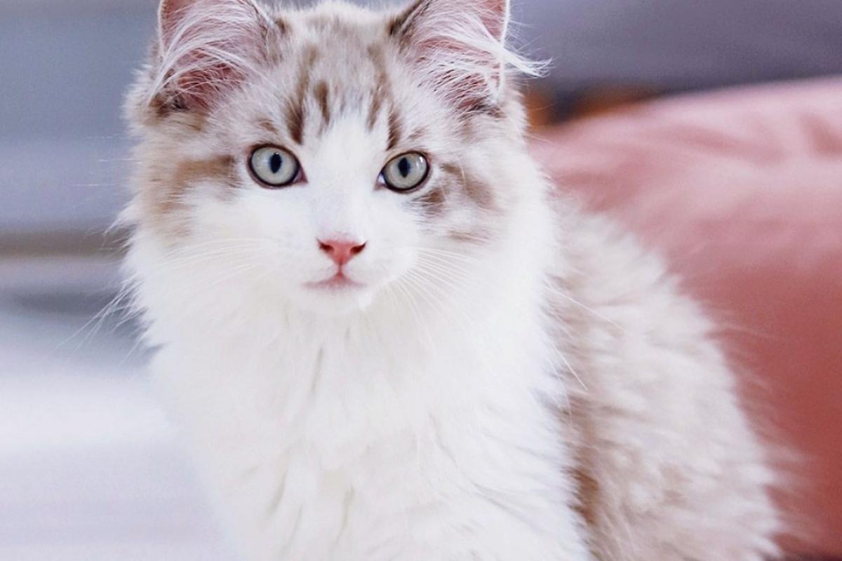 عکس هر تایپ MBTIدر نگاه اول چطور دیده میشه؟