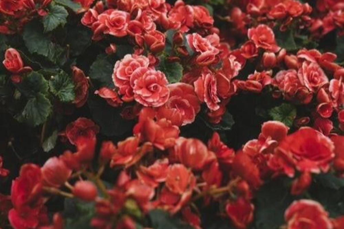 عکس میلیون ها گل رز قرمز...