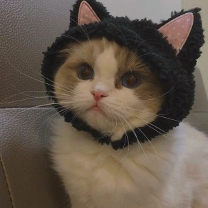 کاور