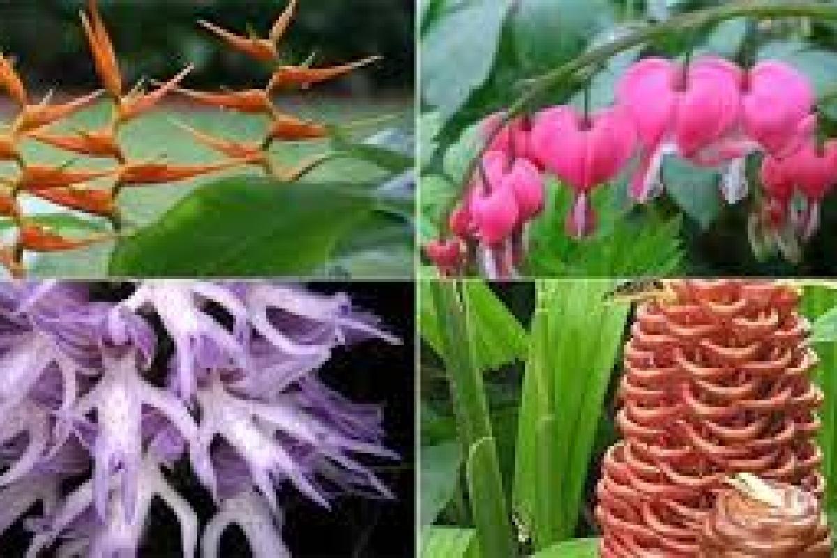 عکس عجیب ترین گیاهان جهان!