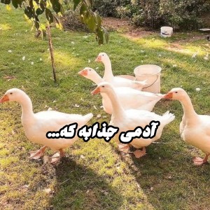 عکس آدمی جذابه که....