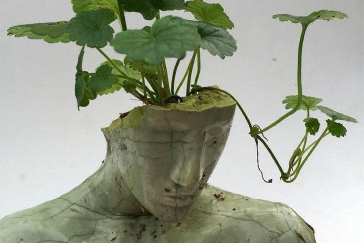 عکس فکت های پشم ریزون